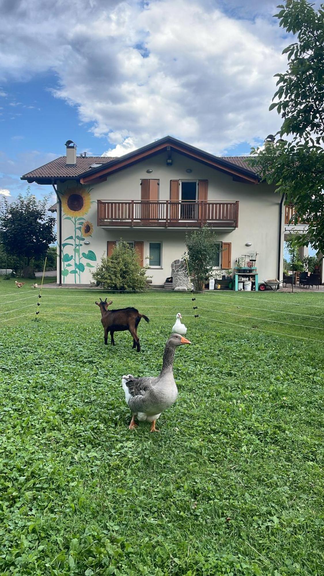 Agriturismo Girasole Fai della Paganella Exterior photo